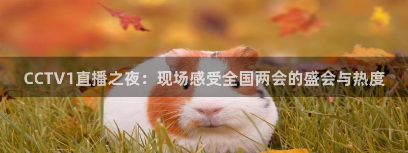 火凤体育直播：CCTV1直播之夜：现场感受全国两会的盛会与热度