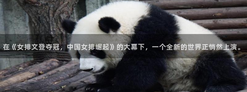 火凤直播体育app下载安装：在《女排文登夺冠，中国女排崛起》的大幕下，一个全新的世界正悄然上演。
